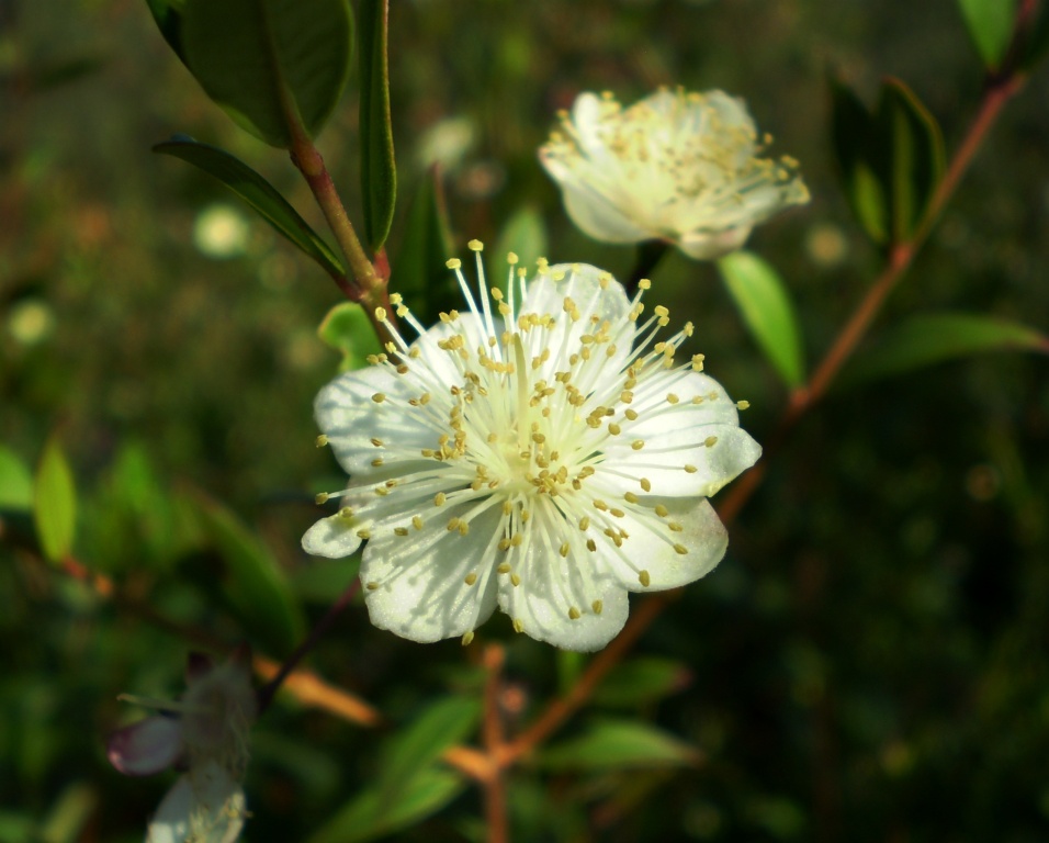 Myrtus communis, fioritura autunnale